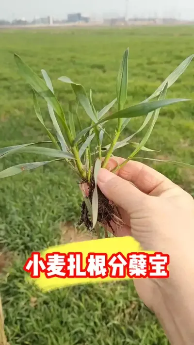 小麦生根分蘖促长，一瓶十亩地 #分蘖 #小麦种植 #小麦管理 #农业种植 #农资肥料