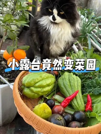 小露台变菜园后的一天有点想哭！ 体验种田文女主的生活🥬#阳台种菜 #日常vlog #青菜瘦肉粥 #佛手瓜 #上海青