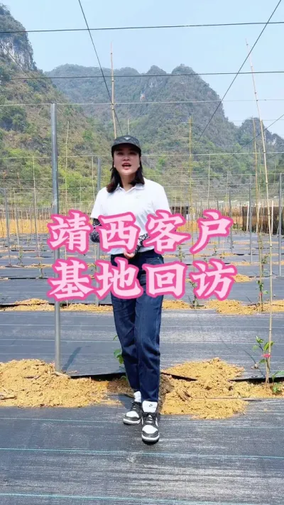 广西百色靖西客户基地回访中！#乡村守护人 #百香果#三农 #助农 #农业种植 @抖音小助手 @DOU+小助手