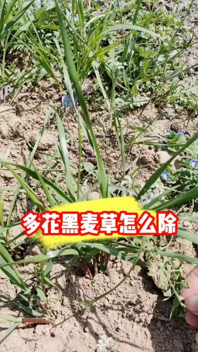 多花黑麦草识别及防治 #多花黑麦草 #小麦除草剂 #小麦种植 #小麦除草 #农资肥料