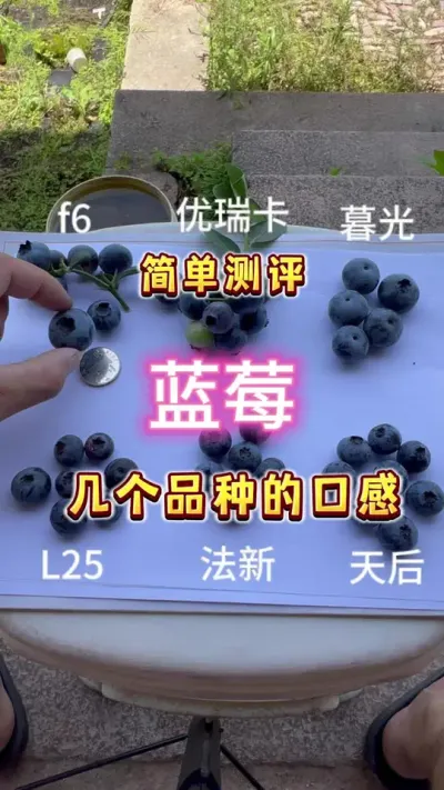试试几个品种的蓝莓口感，可惜优瑞卡跟25只有尾果了#大数据把我推给爱吃蓝莓的人 #盆栽蓝莓 #蓝莓自由 #盆栽果树 #内容启发搜索