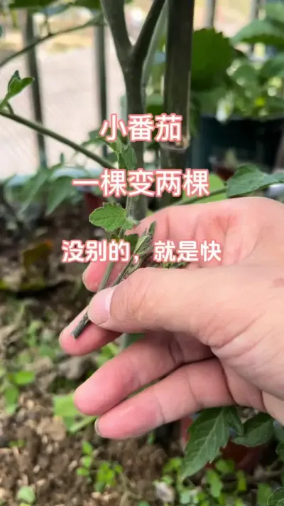 就问你快不快#楼顶果园 #种植小技巧 #小番茄 #小院时光