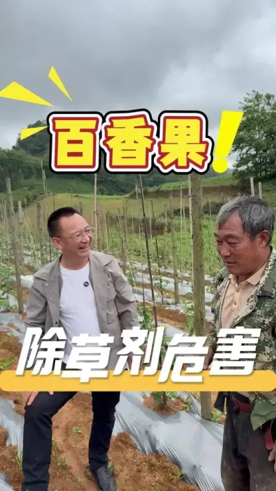 百香果地里尽量不要施用除草剂，容易伤苗伤叶，一旦使用除草剂造成药害，要想挽回，推荐使用&ldquo;360&rdquo;来拯救果园。#百香果#除草剂药害#农业技术推广#三农