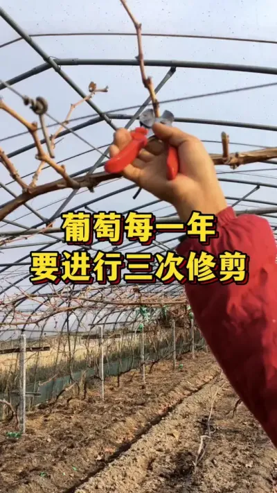 葡萄每一年，要进行三次修剪#农业种植 #果树种植 #三农