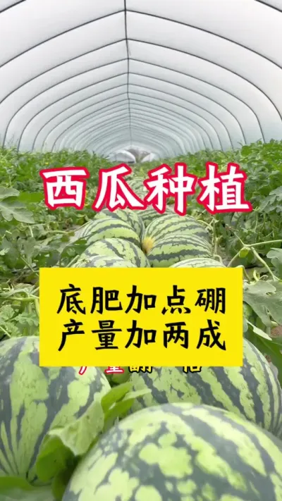 #西瓜种植 #西瓜底肥#西瓜种植技术 #大棚西瓜#种西瓜