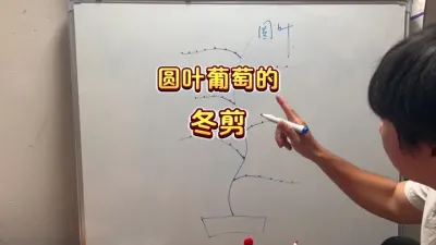 圆叶葡萄冬剪，是圆叶葡萄哦，不是真葡萄不是普通葡萄，是格威尔红宝石之类的葡萄&hellip;&hellip;#圆叶葡萄 #冬剪 #盆栽葡萄#盆栽果树 #楼顶果园