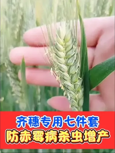小麦齐穗防赤霉病增产七件套 小麦防赤霉病杀虫，增加籽粒数，促进光合作用，一套解决，大小包装规格齐全#小麦种植 #小麦 #农资肥料 #抖音助农 #小麦病虫害