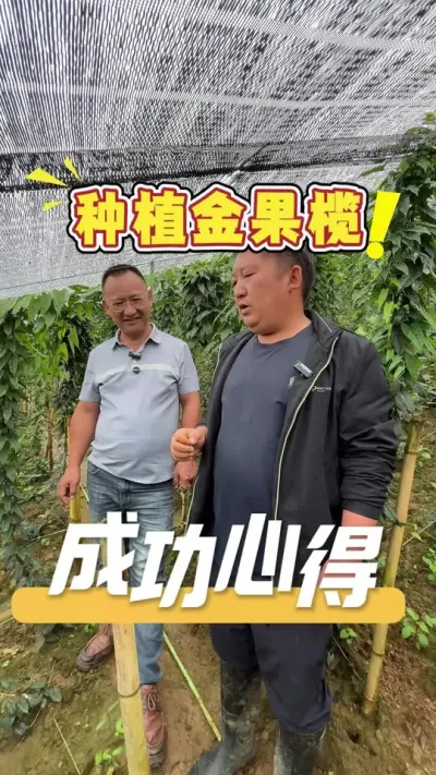 亩产上百万的中药材！让马老板为大家分享种植金果榄成功的心得。#金果榄#农业技术推广#农业种植#中药材种植