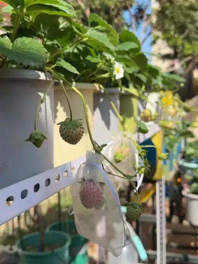 感谢勤劳小蜜蜂。#盆栽草莓
