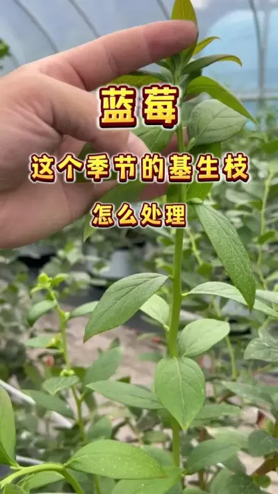 蓝莓这个季节还长基生枝，怎么处理？#盆栽蓝莓 #楼顶果园#家庭种植 #蓝莓自由 #我的乡村生活