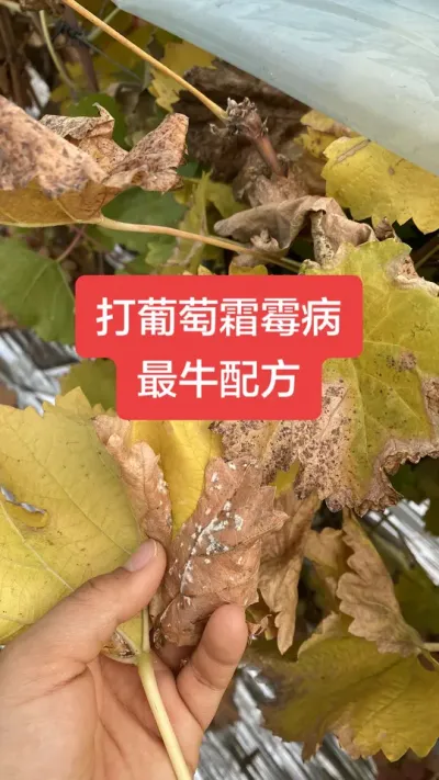 打葡萄霜霉病最牛配方#葡萄霜霉病#葡萄种植#葡萄病害