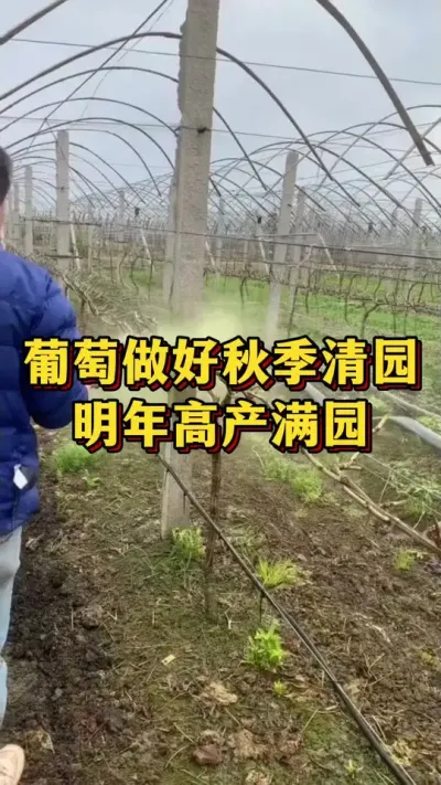 葡萄做好秋季清园，明年高产满园#优质农产品 #农业种植 #三农