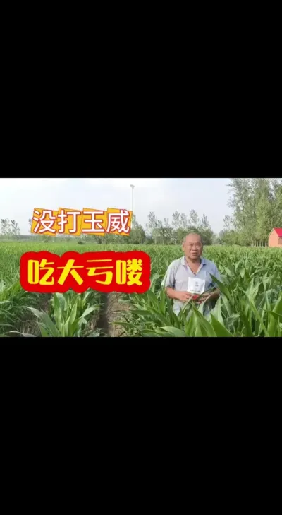 #玉米抗旱 #玉米卷叶 #玉威