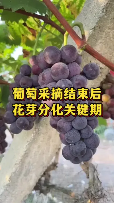 葡萄采摘结束后，花芽分化关键期#优质农产品 #葡萄种植 #三农
