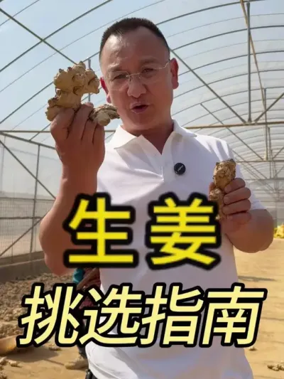 生姜种植大户的选种秘诀 不要错过！！！ #农业 #服务三农支持三农 #新农人 #生姜种植 #文山铭鑫农业