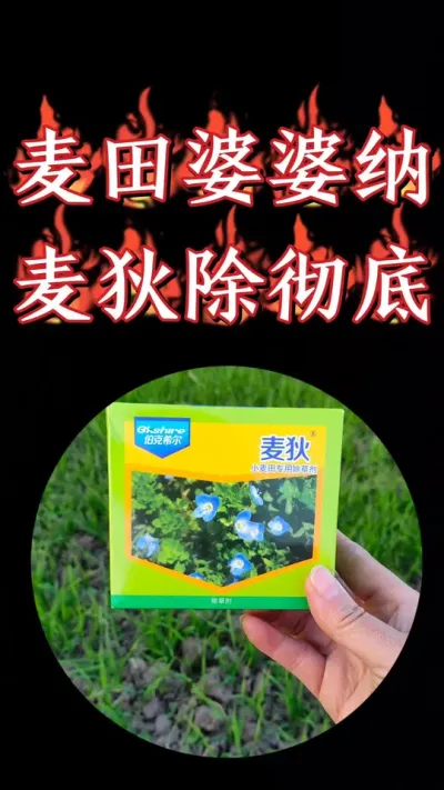小麦田婆婆纳想死根彻底就用《麦狄》#小麦 #农资肥料 #三农种植 #小麦种植 #小麦除草剂