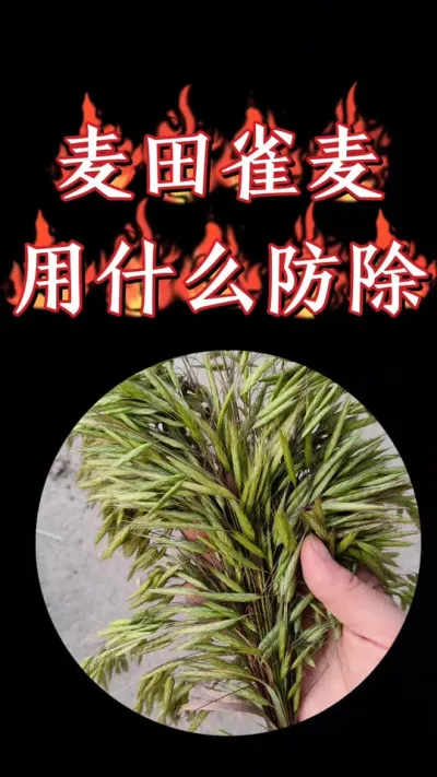 小麦田雀麦防除方案，小麦三叶一心后至拔节前使用#农资肥料 #小麦 #三农种植 #小麦种植 #小麦除草剂