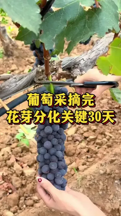 葡萄采摘完，花芽分化关键30 天#农业种植 #优质农产品 #葡萄种植