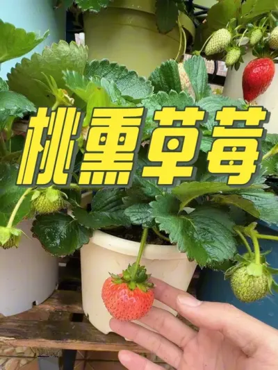 今年第一个桃熏草莓。#盆栽草莓#桃熏