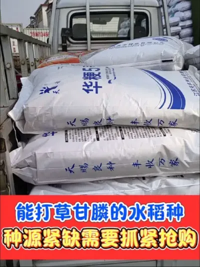 水稻田杂草打不死的，自生稻打不死的，抓紧抢这个品种，种源稀缺，需要速度#农资肥料 #农业种植 #水稻 #水稻种植 #高产水稻品种