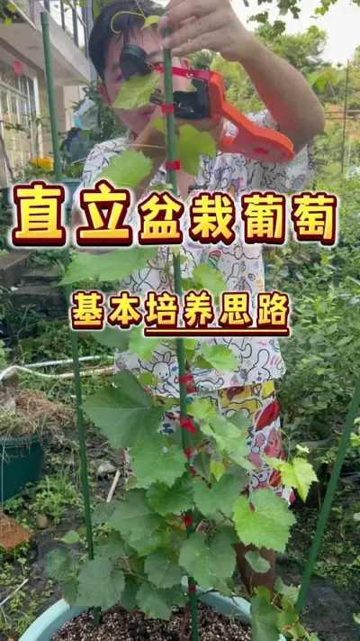 直立盆栽葡萄的基本培养思路！8.11种植的葡萄杯苗，有希望明年春天坐果吗？#盆栽葡萄 #盆栽果树 #楼顶果园 #小院种植 #葡萄