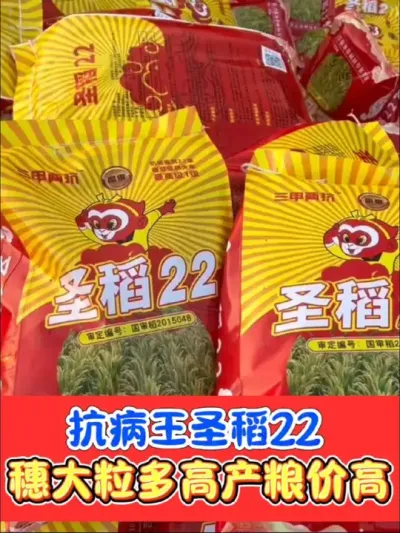 高产抗病王圣稻22又到货了，需要的老板们可得抓紧了，防止后期没货哦#农资肥料 #水稻种植 #水稻 #圣稻22 #高产水稻种子