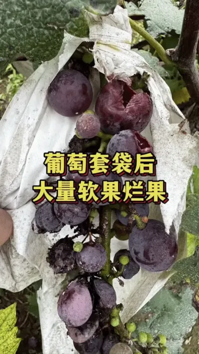 葡萄摘了袋子，发现大量软果烂果#优质农产品 #三农助农 #三农种植