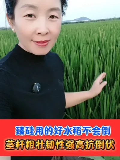 水稻喷施臻硅可以大大提高水稻抗倒伏的能力 中性液体硅肥，一瓶二十亩地，厂价直销#臻硅 #水稻种植 #水稻抗倒伏 #水稻 #农资肥料