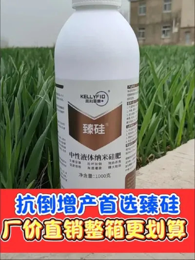 小麦拔节后用臻硅抗倒又增产 中性液体纳米臻硅，厂价直销批发包邮，整箱更划算#农资肥料 #三农种植 #小麦 #小麦种植 #臻硅