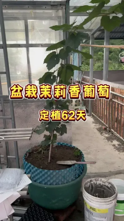 茉莉香葡萄苗定植62天，闲聊两个小技巧#盆栽葡萄 #家庭种植 #葡萄 #种植小技巧 #楼顶果园