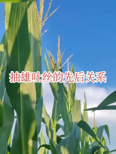 #玉米花期#抽雄吐丝 #种草激励计划 抽雄吐丝的先后和品种有很大的关系，极端气候也会影响，尤其是干旱有可能造成花期不遇。