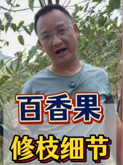 百香果 百香果修枝细节，到底该怎么修剪呢？来看看吧。#农业#三农 #百香果 #百香果种植 #修枝