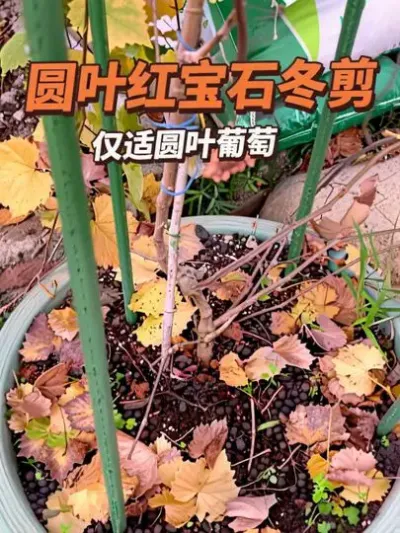 圆叶红宝石冬剪。这么剪只适合圆叶哈，普通真葡萄不能这样哦#圆叶葡萄 #盆栽果树#楼顶果园 #真实生活记录