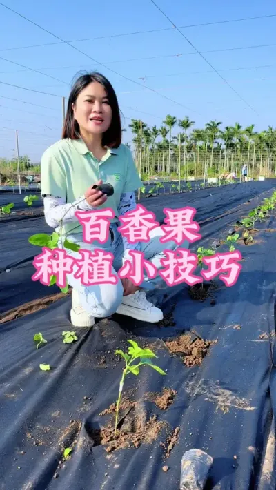 百香果种植小技巧，大家记得点赞收藏起来！#乡村守护人 #服务三农支持三农 #抖音助农 #百香果 #新农人计划 @抖音小助手 @DOU+小助手