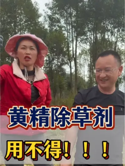 黄精除草剂 黄精专用除草剂，你敢用？我是不敢，小心用啦全军覆没啊。#农业 #三农 #黄精 #除草剂 #黄精专用除草剂