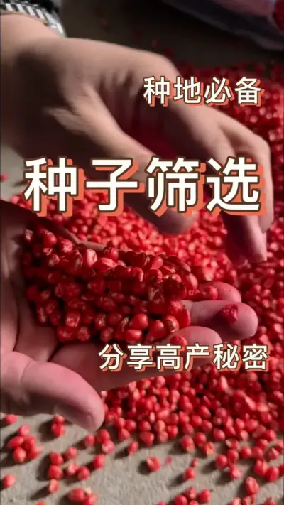 高产计划：玉米种子分级#科学种田 #分享农业知识帮农民增产增收 #传播农业小知识