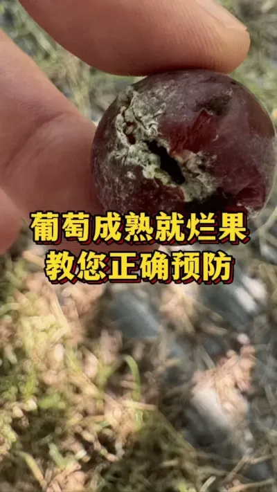 葡萄成熟就烂果，教你正确预防#优质农产品 #大自然的馈赠 #优质农产品