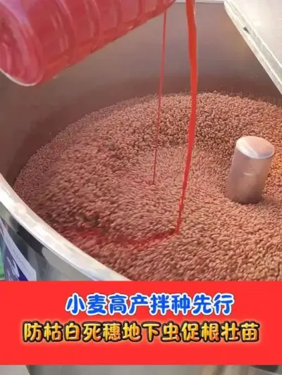 小麦防死穗必须先拌种 #小麦种植 #小麦 #农资肥料