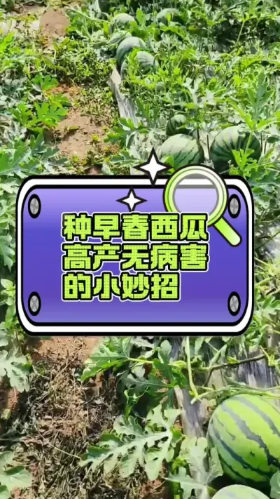 #西瓜种植 #生根壮苗 #增产增收才是硬道理 #病虫害防治