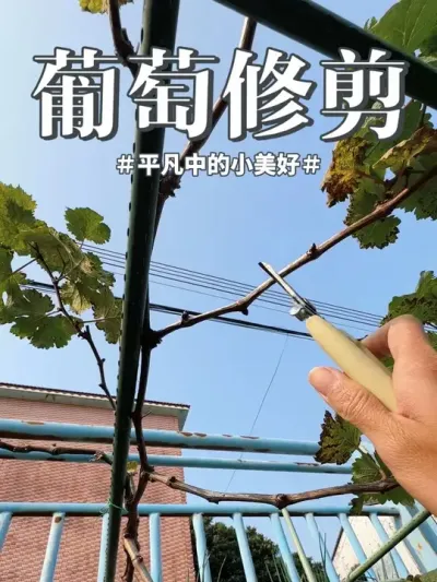 盆栽、地栽葡萄修剪，葡萄冬剪。#葡萄冬剪 #葡萄修剪