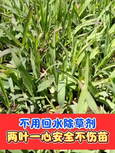 不用回水打死水稻田抗性杂草 热卖三年，打匀打透除掉水稻田难打青稗海绵稗马唐牛筋草千金子#水稻种植 #水稻 #水稻除草剂 #水稻除草 #农资肥料