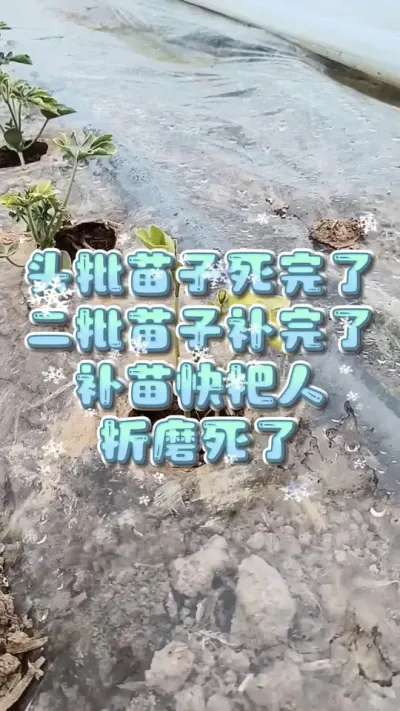#大棚西瓜 #西瓜种植 #病虫害防治 #生根壮苗