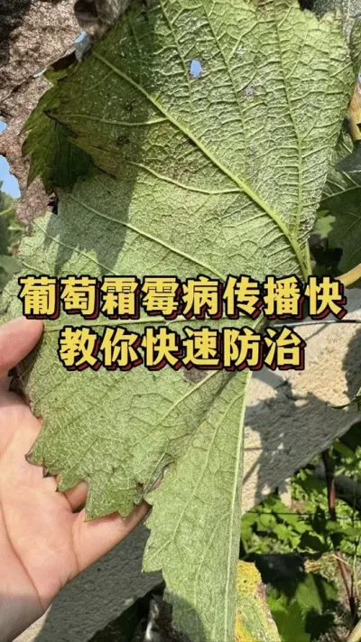 葡萄霜霉病传播快，教你快速防治#柑橘种植