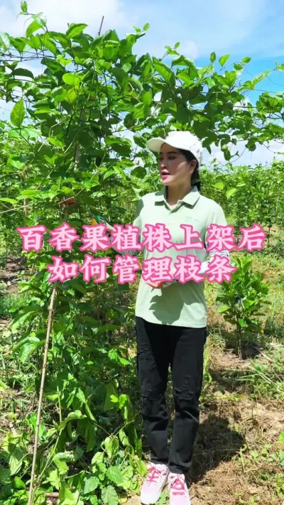 百香果植株上架后如何管理枝条！#乡村守护人 #三农 #我的乡村生活 #抖音助农 #百香果@抖音小助手 @DOU+小助手