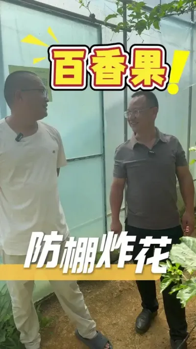 今年百香果行情可能不太理想，但是价格不是我们能决定的，只有栽种好百香果，保证果的品质才能有所收获。#百香果#农业技术推广#种植小技巧#农业种植