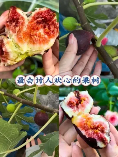 露台好后悔种无花果&hellip;&hellip;为什么今年才想起来呢？不然早实现了！#阳台种菜 #无花果 #露台花园 #种植小技巧 #无花果树