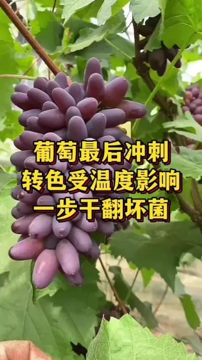 葡萄最后冲刺，转色受温度影响，一步干翻坏菌#优质农产品 #农业种植 #葡萄种植
