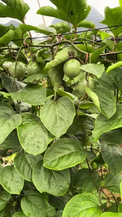 百香果第一批果最好的状态，叶子浓绿厚大，枝条粗壮不徒长，果子光滑大个，然后持续不断地出花苞！#农业种植技术 #种百香果