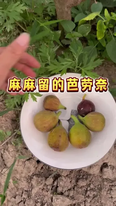 麻麻留的无花果🫰#无花果 #我的农村生活 #新鲜采摘