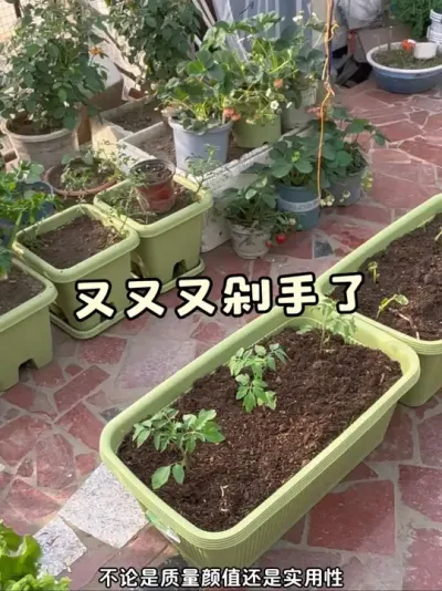 遇到爱丽丝搞活动我就忍不住剁手😂好看又耐用的花盆谁能不爱呀！#阳台种菜 #爱丽丝花盆 #种菜盆 #种植小技巧 #关注我一起学种菜